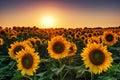 Sunflower field at the sunset Royalty Free Stock Photo