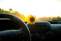 Sunflower field at sunset,view in the car