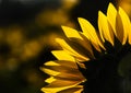 Sunflower field