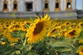 Sunflower field surrounding beautiful architecture of Buddhist temple Royalty Free Stock Photo