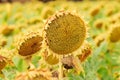 Large sunflowers near SebÃÂºlcor in Spain Royalty Free Stock Photo