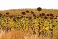 Field of sunflowers along the SG-P-2322, Spain Royalty Free Stock Photo