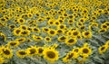 Sunflower field of TH true milk factory