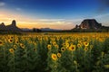 Sunflower field in Thailand.