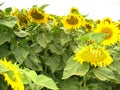 The sunflower field. In the background of the gloomy sky Royalty Free Stock Photo