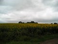 The sunflower field. In the background of the gloomy sky Royalty Free Stock Photo