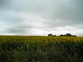 The sunflower field. In the background of the gloomy sky Royalty Free Stock Photo