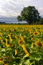 Sunflower Field with tree in background Royalty Free Stock Photo