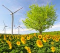 Sunflower field with tree and wind turbines Royalty Free Stock Photo