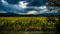 Sunflower field Tuscany Royalty Free Stock Photo