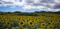 Sunflower field in Tuscany