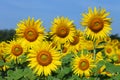 Sunflower field under blue sky Royalty Free Stock Photo