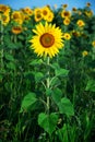 Sunflower field under blue sky Royalty Free Stock Photo