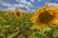 Sunflower field under blue sky Royalty Free Stock Photo