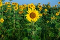 Sunflower field under blue sky Royalty Free Stock Photo