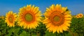 sunflower field under blue sky Royalty Free Stock Photo