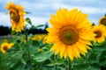 Sunflower field under blue sky Royalty Free Stock Photo