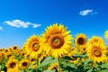 Sunflower Field Under Blue Sky Royalty Free Stock Photo