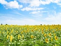 sunflower field under blue sky with white clouds Royalty Free Stock Photo