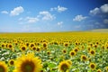 Sunflower field under a clear blue sky with white clouds as wallpaper Royalty Free Stock Photo