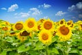 Sunflower field under a clear blue sky with white clouds as wallpaper Royalty Free Stock Photo