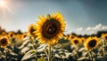 A sunflower field under a clear summer sky