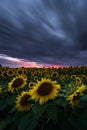 Sunflower field under dramatic dark sky and vibrant red sunset with moving clouds Royalty Free Stock Photo
