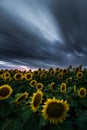 Sunflower field under dramatic dark sky and vibrant red sunset with moving clouds Royalty Free Stock Photo