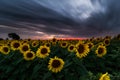 Sunflower field under dramatic dark sky and vibrant red sunset with moving clouds Royalty Free Stock Photo