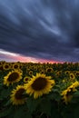 Sunflower Field Under Dramatic Dark Sky And Vibrant Red Sunset With Moving Clouds