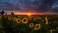 Sunflower field under dramatic dark sky and vibrant red sunset with moving clouds Royalty Free Stock Photo