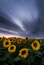 Sunflower field under dramatic dark sky and vibrant red sunset with moving clouds Royalty Free Stock Photo