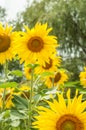 Sunflower field under nice sky Royalty Free Stock Photo