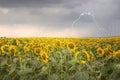 Sunflower field under stormy sky with lightning Royalty Free Stock Photo