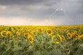 Sunflower field under stormy sky with lightning