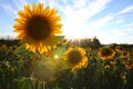Sunflower field in Valensole, Provence Royalty Free Stock Photo