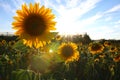 Sunflower field in Valensole, Provence