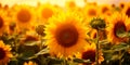 sunflower field where farmers harvest sunflower heads full of seeds. Generative AI