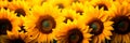 sunflower field where farmers harvest sunflower heads full of seeds. Generative AI