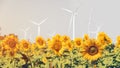 Sunflower field and wind turbine. Royalty Free Stock Photo