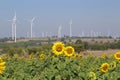 Sunflower field wind turbine Royalty Free Stock Photo
