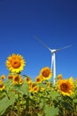 Sunflower field with windmill Royalty Free Stock Photo