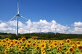 Sunflower field with windmill Royalty Free Stock Photo