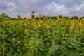 Sunflower field at Windsor Castle Park Royalty Free Stock Photo