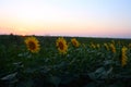 sunflower field Royalty Free Stock Photo