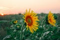 Sunflower field yellow bud close up Royalty Free Stock Photo