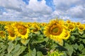 Sunflower field. Yellow sunflowers on a background of beautiful clouds Royalty Free Stock Photo