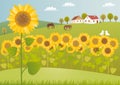 Sunflower fields Royalty Free Stock Photo