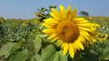Sunflower fields and bee