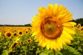 Sunflower fields with sunflower are blooming on the background of the sky on sunny days and hot weather. Sunflower is a Royalty Free Stock Photo